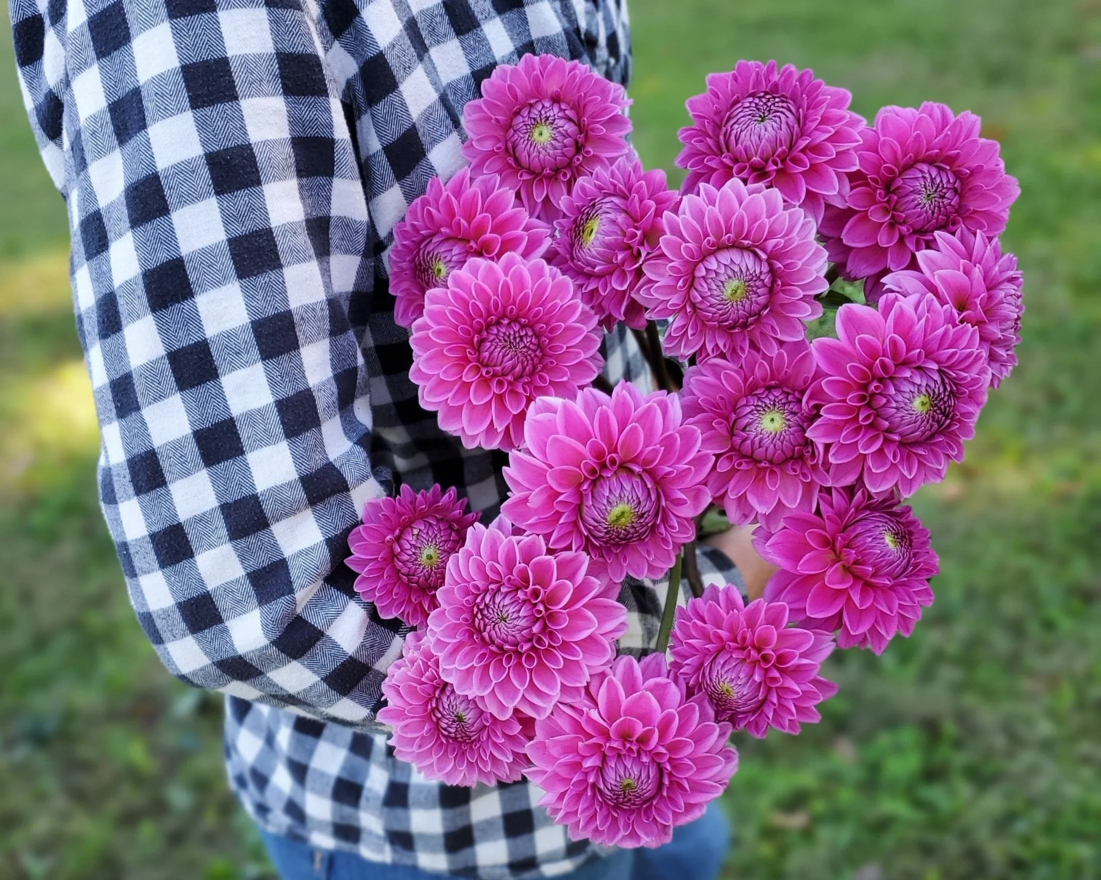 Dahlia Tuber Collections — Shop — Goose Creek Gardens, Ltd.
